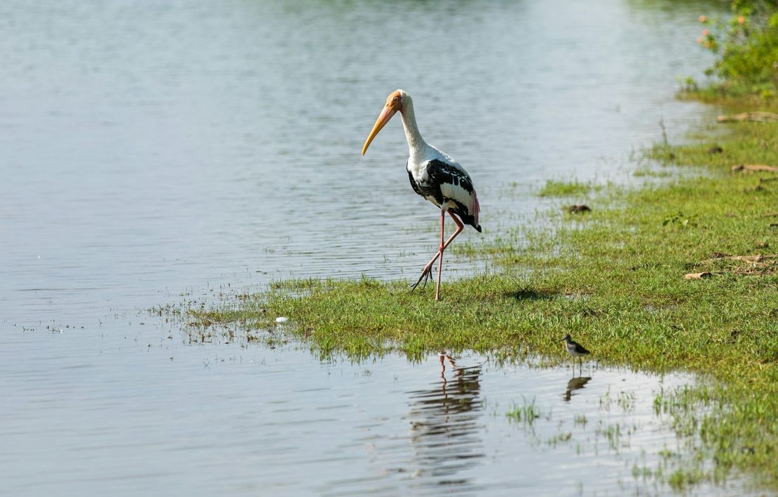 Sri Lanka National Park Vogel Moeras