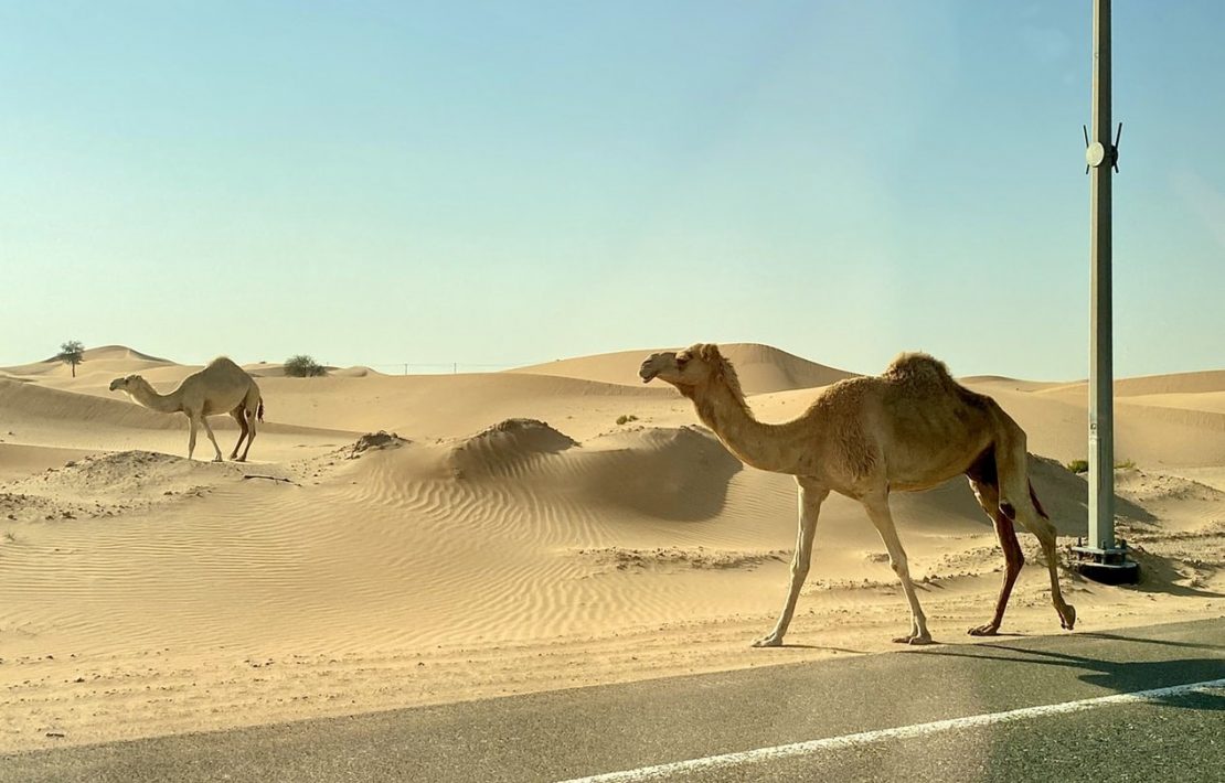 Kamelen Weg Woestijn
