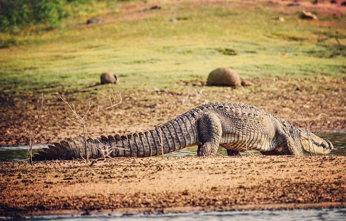 Krokodil In Gal Oya