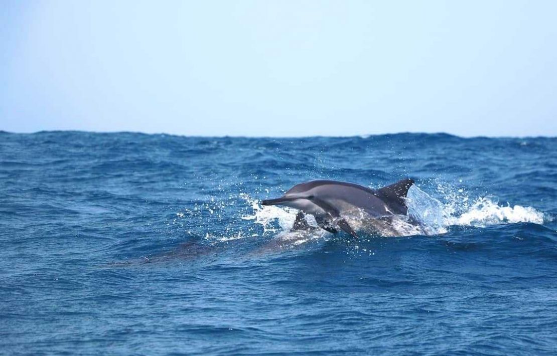 Dolfijnen Bij Kalpitiya