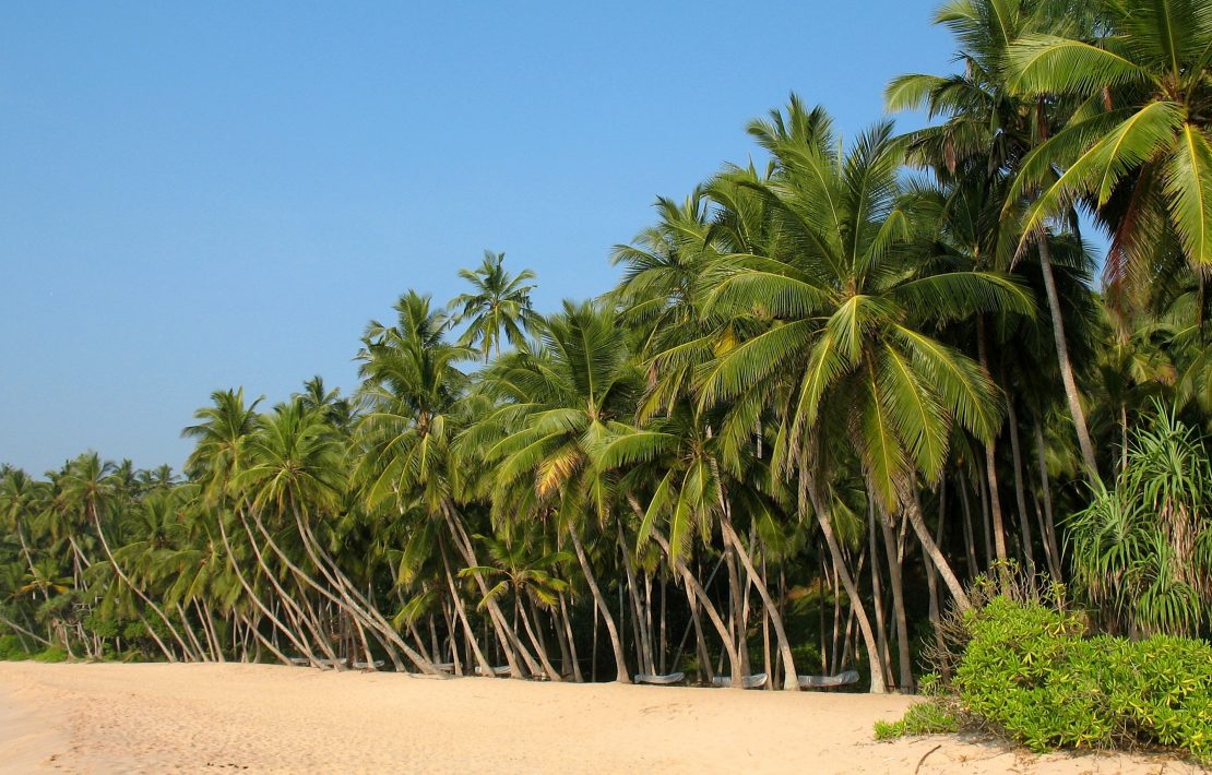 Palmbomen Aan Strand Van Sri Lanka