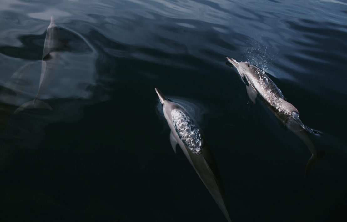 Dolfijnen Op Open Zee Bij De Malediven