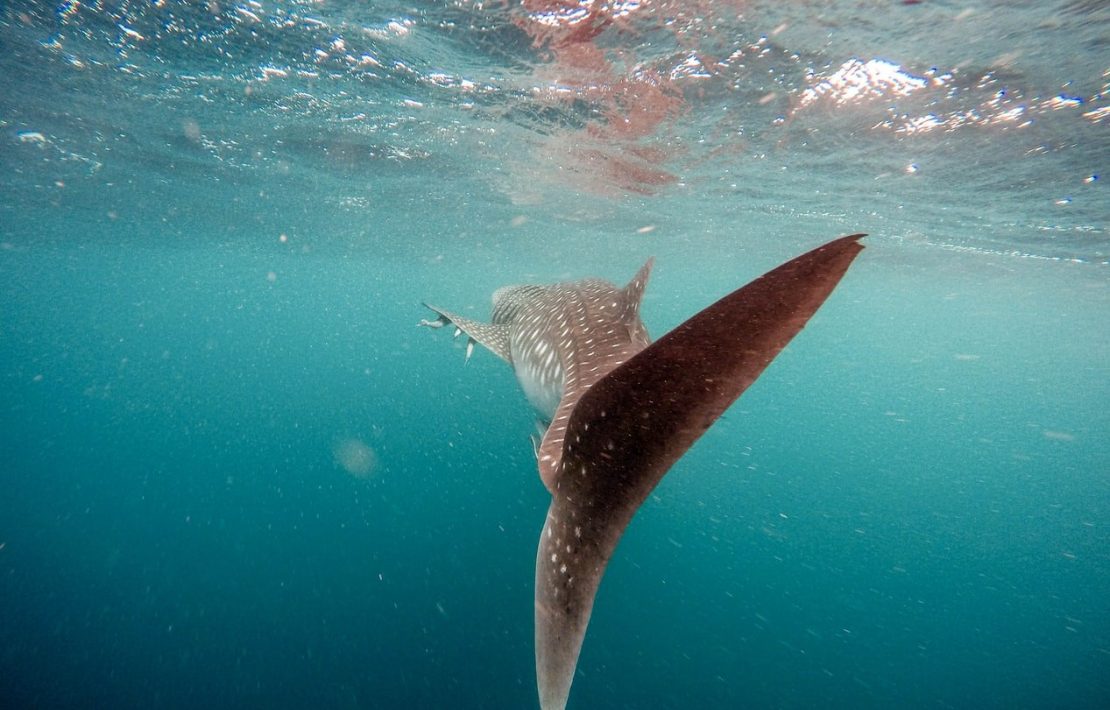 Walvishaai Zwemt Voorbij Malediven