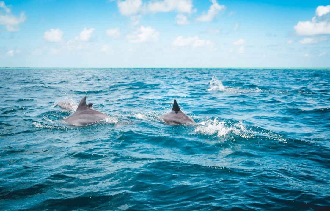 Dolfijnen Op Zee Bij Mauritius