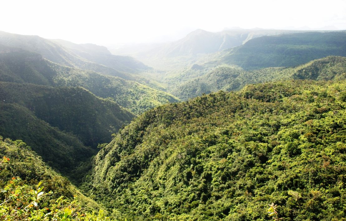 Jungle Op Mauritius