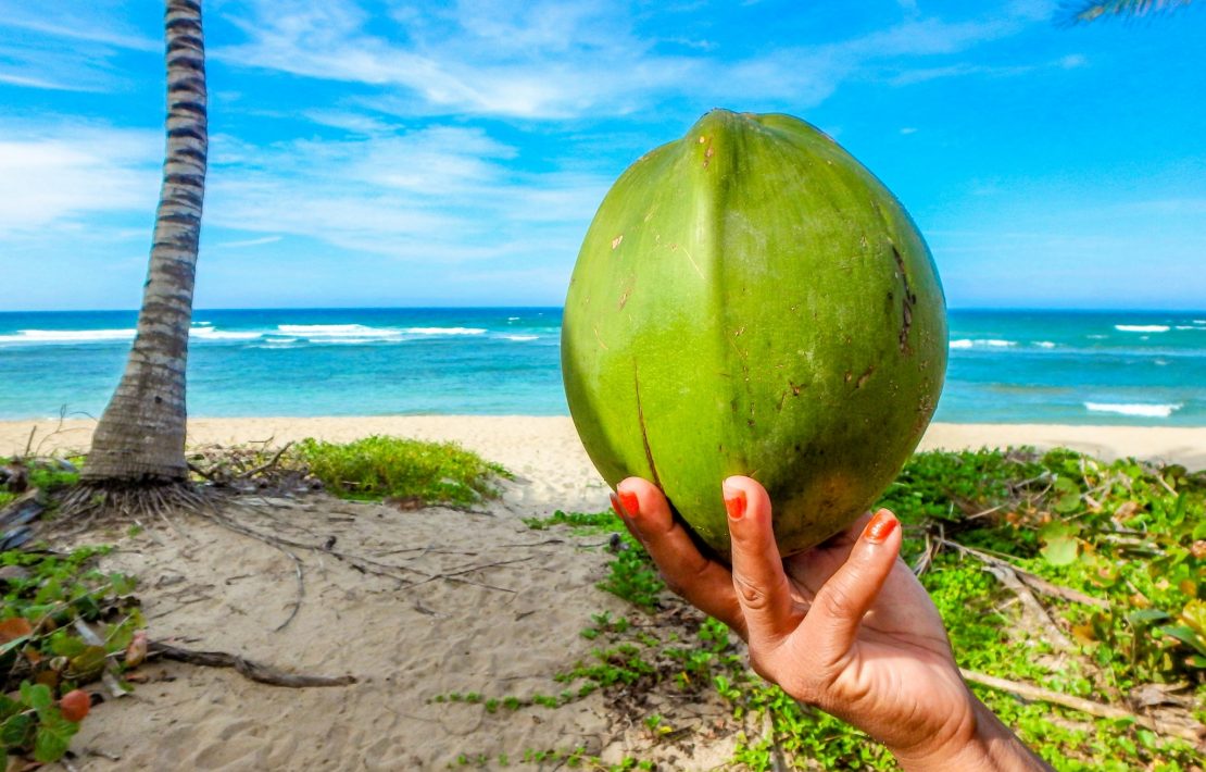 Kokosnoot Voor De Kust Van De Seychellen