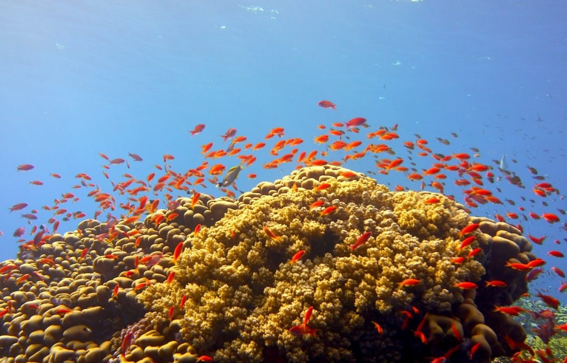 Koraalrif Met Tropische Vissen Bij Seychellen Tijdens Vakantie