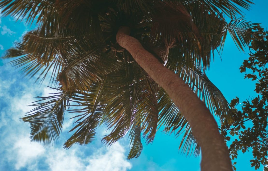 Palmboom Op De Seychellen