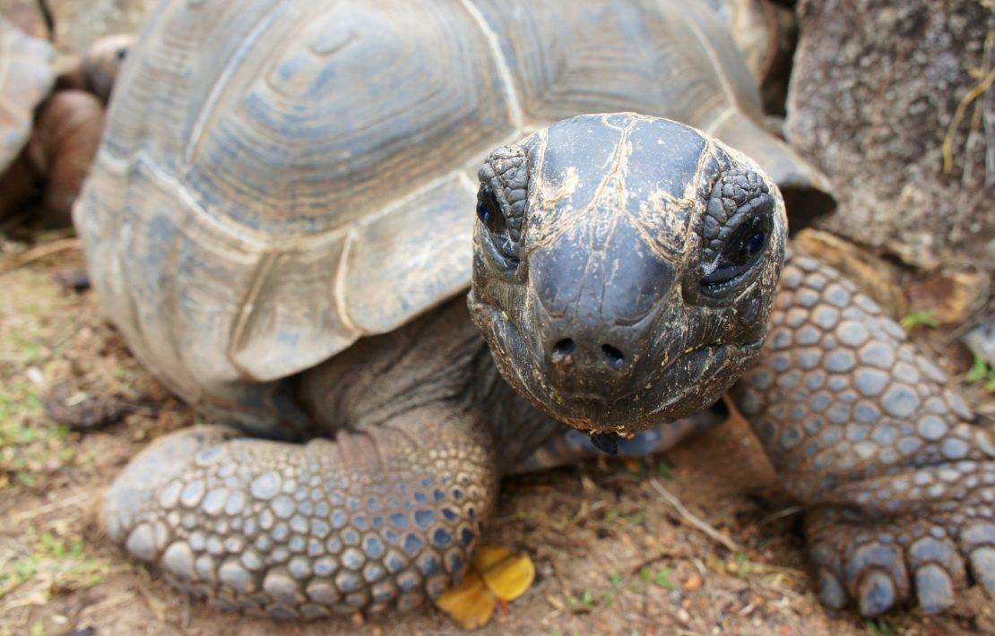 Schildpad Seychellen