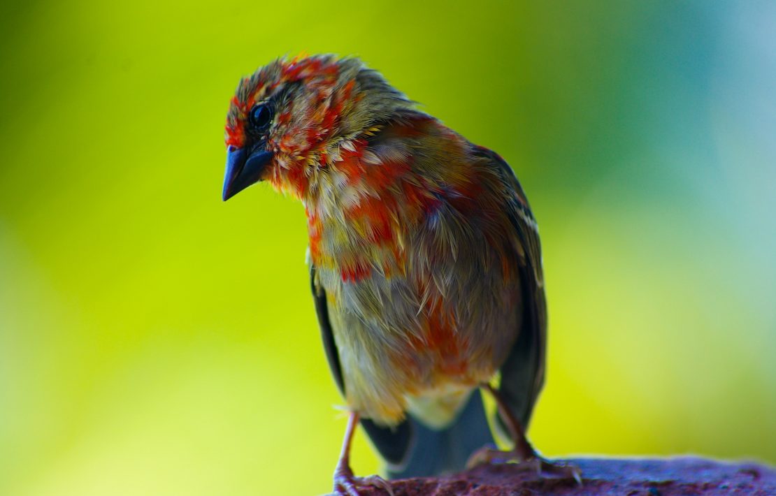 Tropische Vogel Seychellen