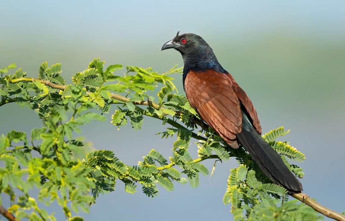 Vogel Bundala National Park